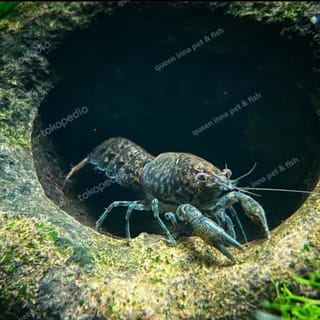 Ornamental lobster crayfish - dwarf lobsters can not be large | Indo4ward