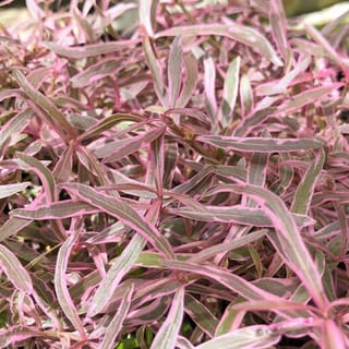 preview image 1