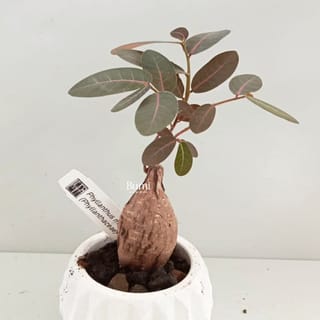 preview image 4