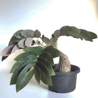 preview image 2