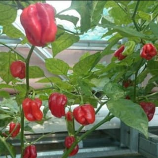 preview image 2