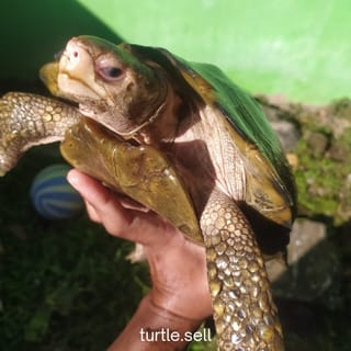 preview image 4