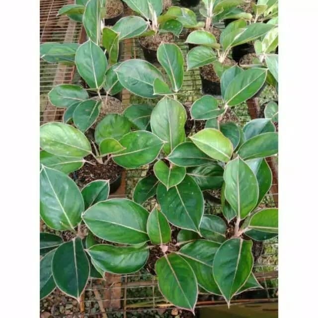 alfredo dieffenbachia Dieffenbachia Memoria Corsii  Lichtenfelt's