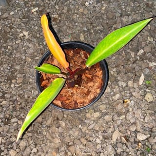 preview image 1