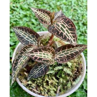 preview image 2
