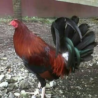preview image 1