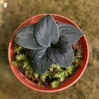 preview image 1