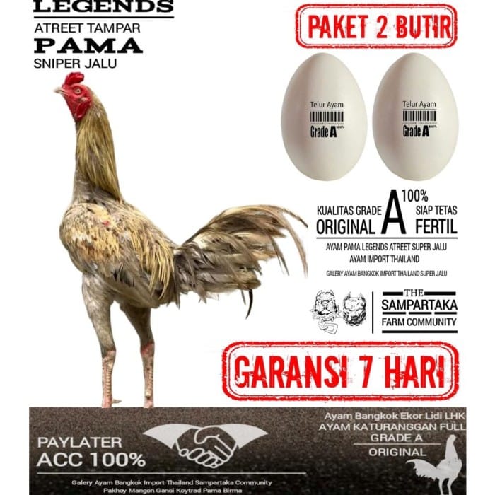 chicken egg pama IQ TEMUJIN fertile egg champion burma jalu aji mangon ...