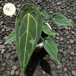 preview image 2
